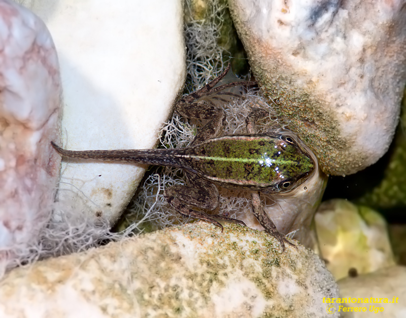 Rana con la coda - Pelophylax sp. (prov. Taranto)